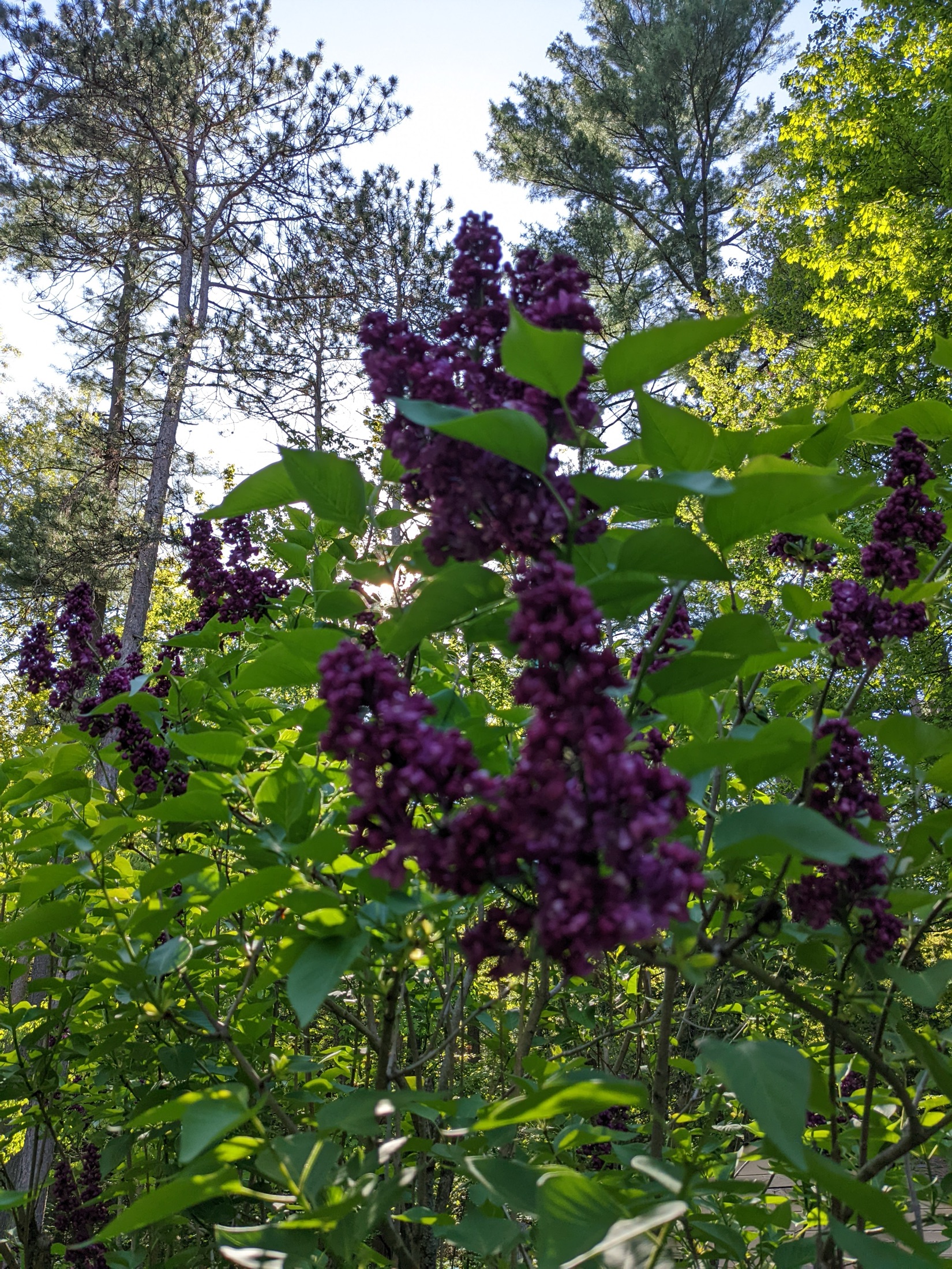 Purple flowers and forest light at the sanctuary